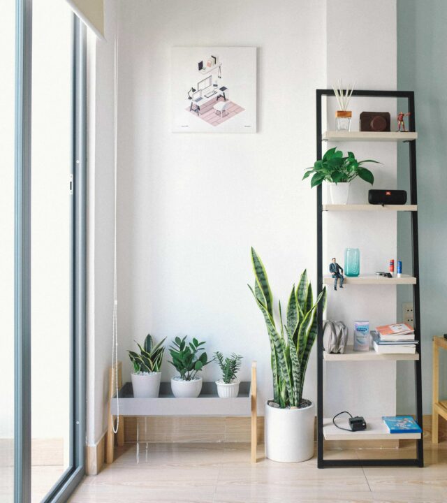 amenagement-habitat-miroir-maison-plante